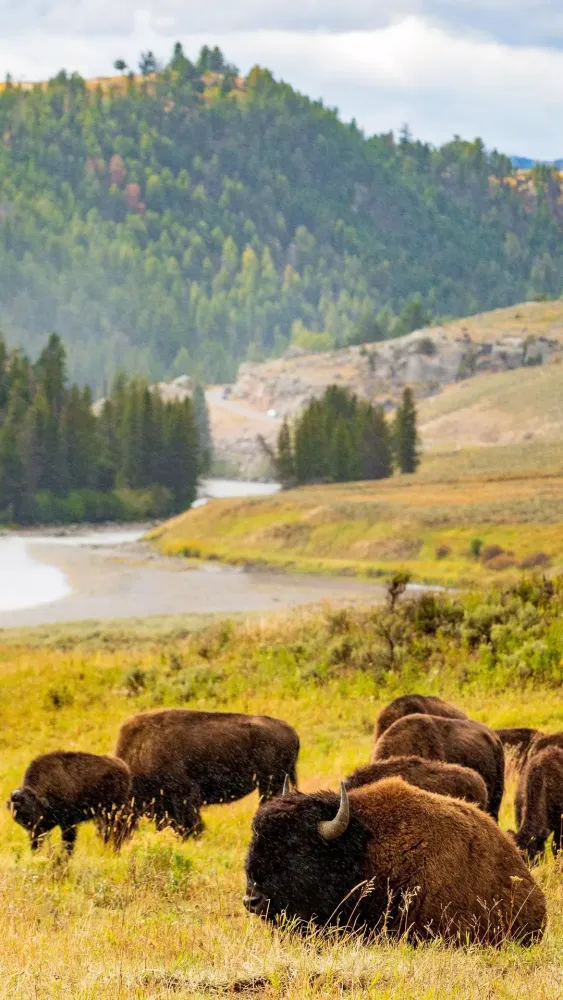 Скриншоты Yellowstone National Park
