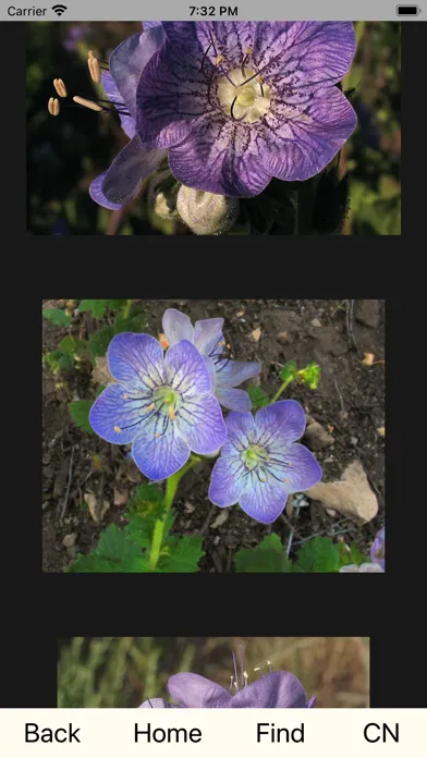 صور CNM WildFlowers