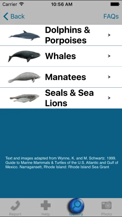 صور Dolphin & Whale 911