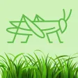 Grasshoppers