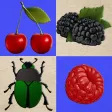 Berries and Bugs Berries and Bugs