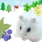 Hamster Walks *cute hamster