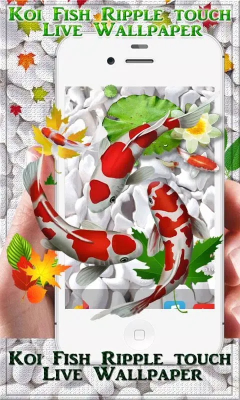 Koi Fish HD Live Wallpaper & 3 Screenshots