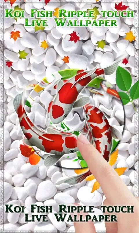 Koi Fish HD Live Wallpaper & 3 Screenshots