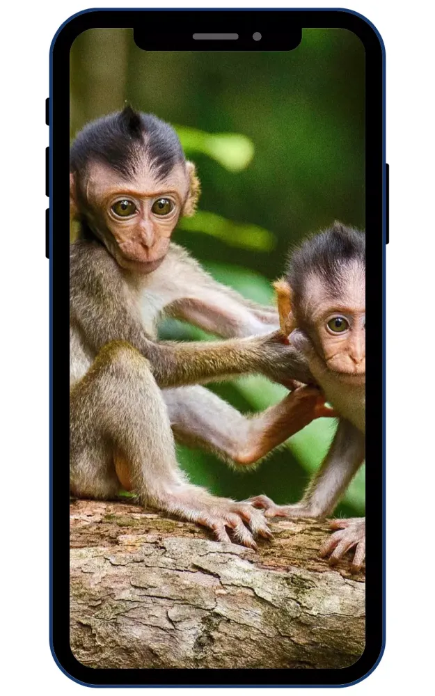 Monkey Wallpaper Screenshots