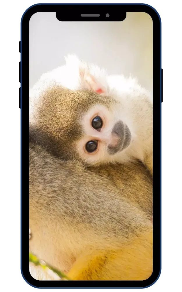 Monkey Wallpaper Screenshots