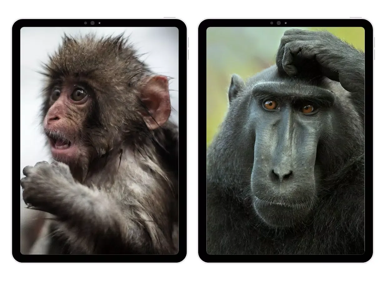 Monkey Wallpaper Screenshots