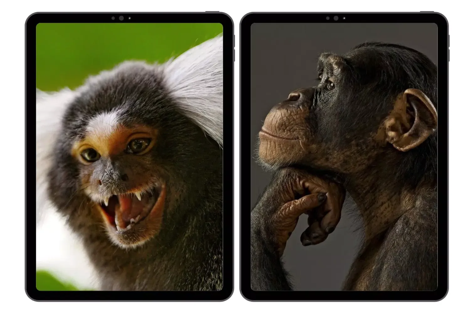 Monkey Wallpaper Screenshots