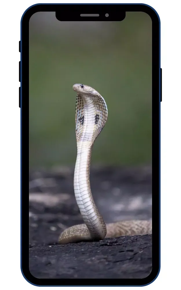 ภาพหน้าจอของ Snake Cobra Wallpapers