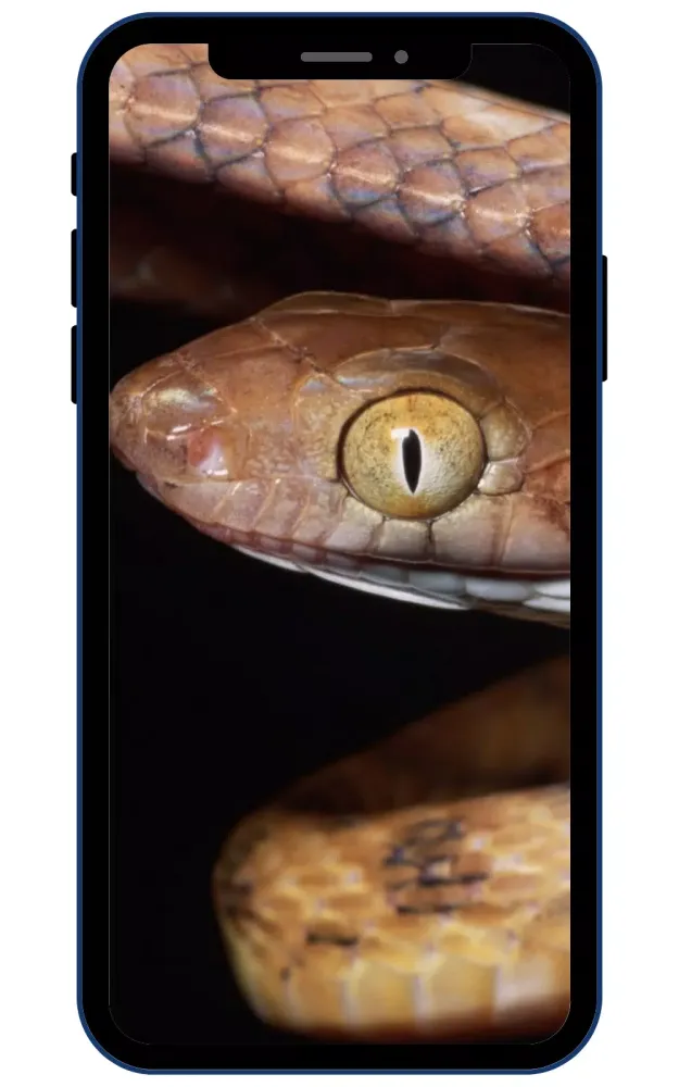 ภาพหน้าจอของ Snake Cobra Wallpapers