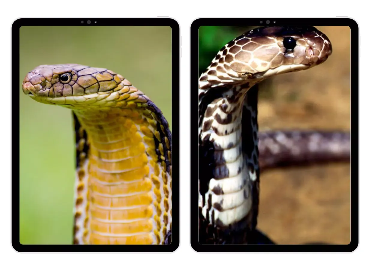 ภาพหน้าจอของ Snake Cobra Wallpapers
