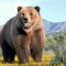 Brown Bear Wallpapers