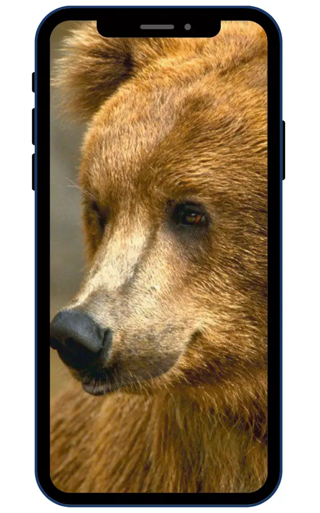 Brown Bear Wallpapers应用截图