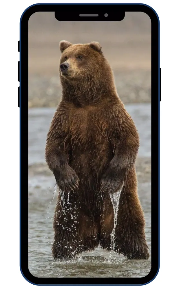 Brown Bear Wallpapers应用截图