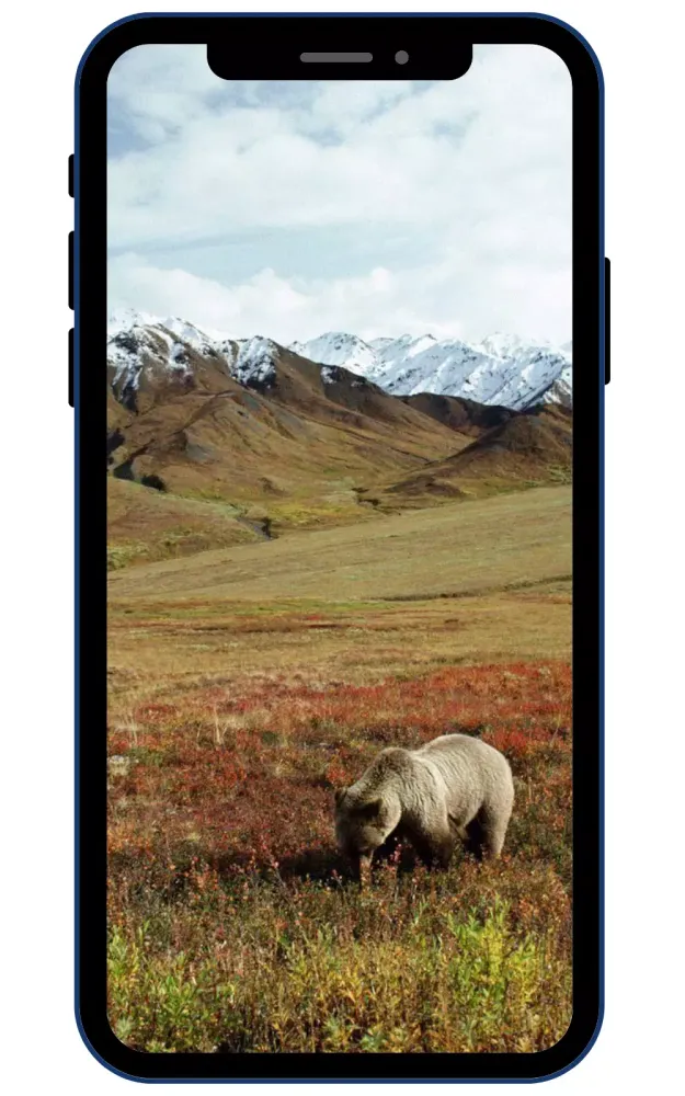 Brown Bear Wallpapers应用截图