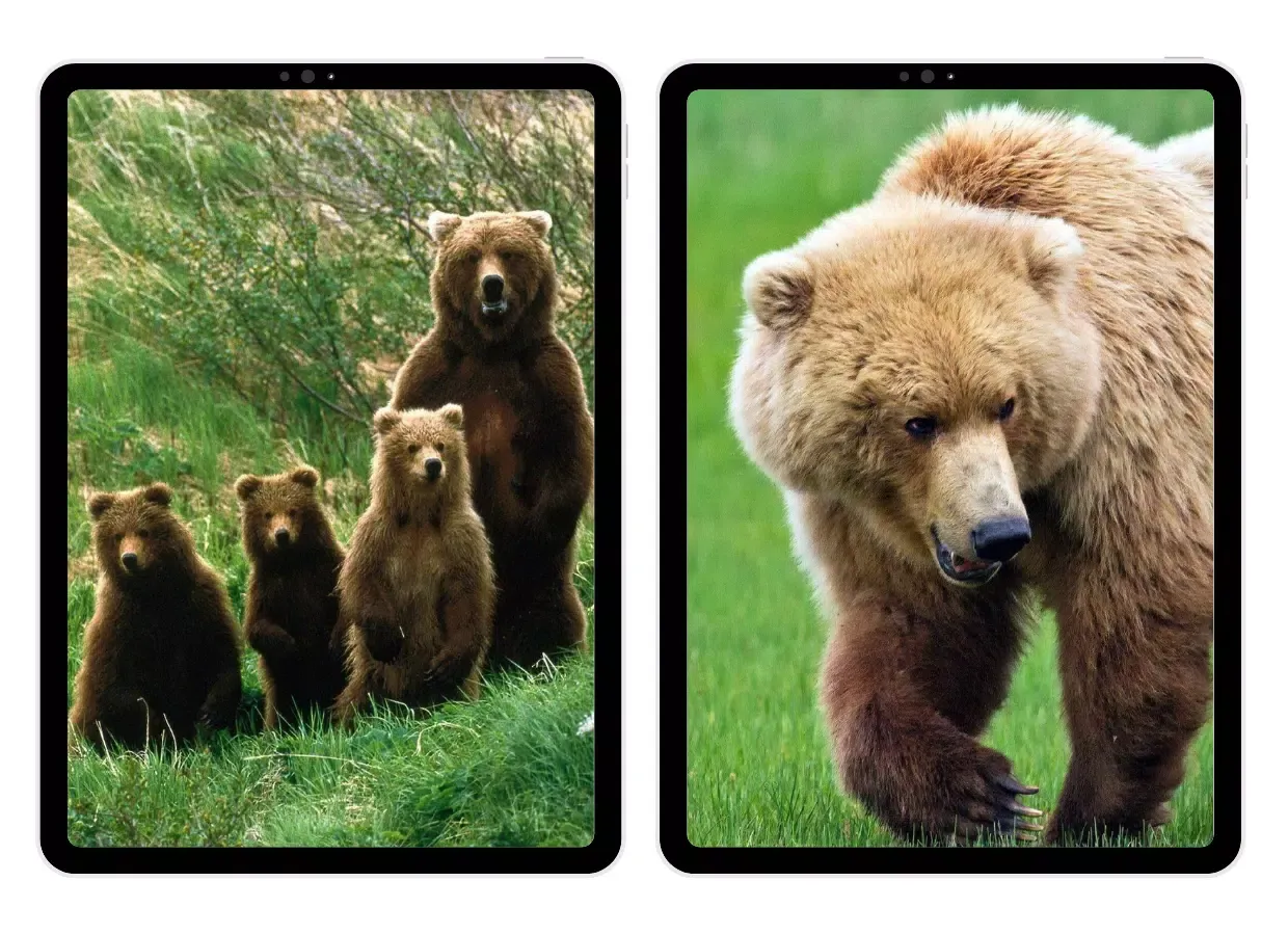 Brown Bear Wallpapers应用截图