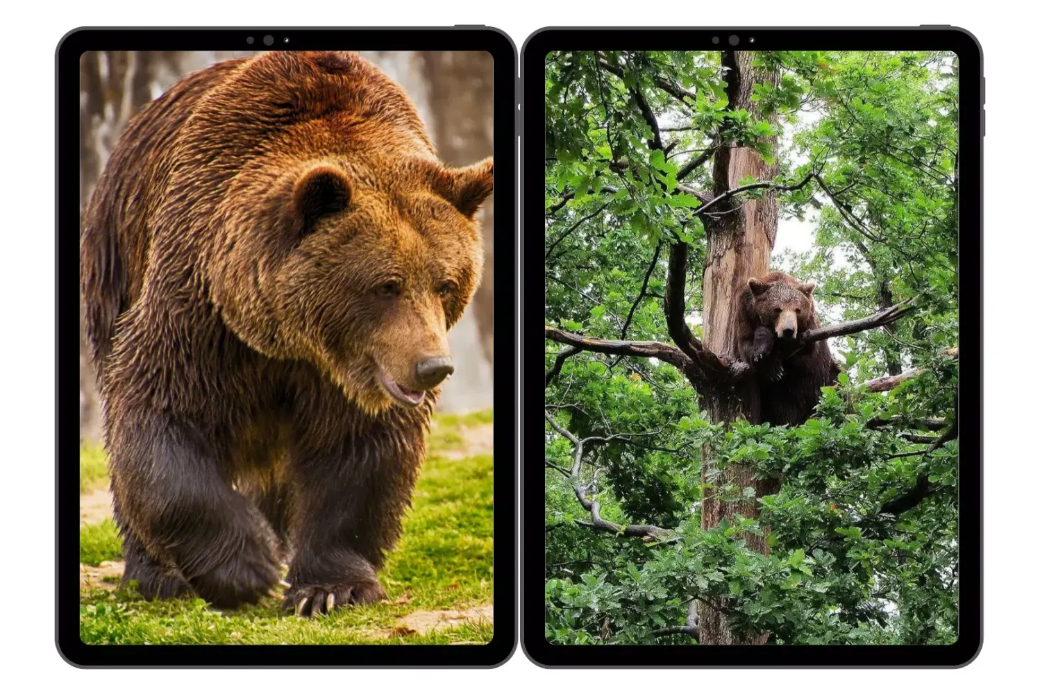 Brown Bear Wallpapers应用截图