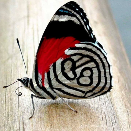 Butterfly Wallpapers Butterfly Wallpapers