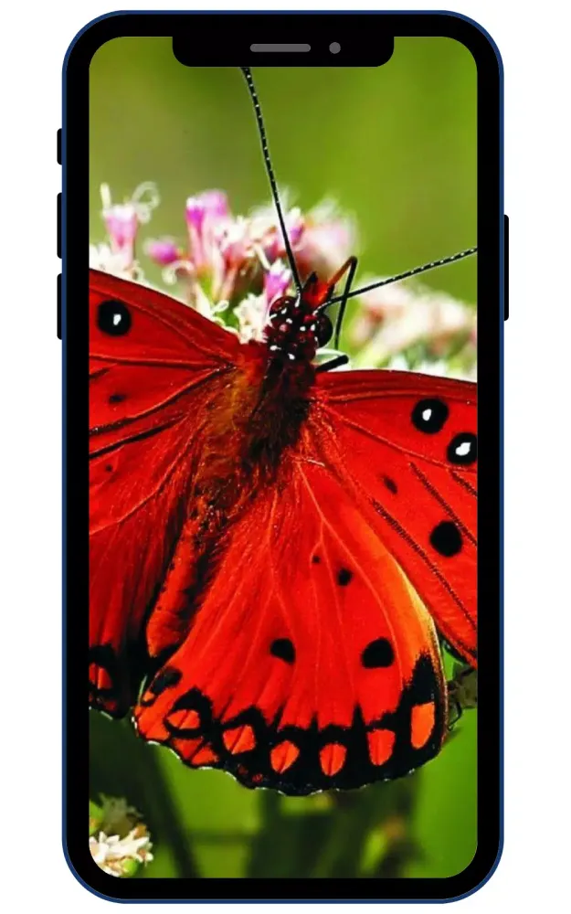 Butterfly Wallpapers Screenshots