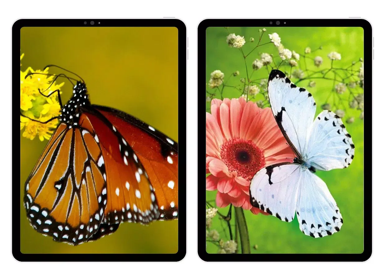 Butterfly Wallpapers Screenshots