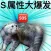 SM属性大爆发