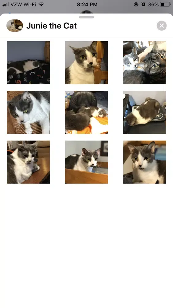 Zrzuty ekranu Junie the Cat