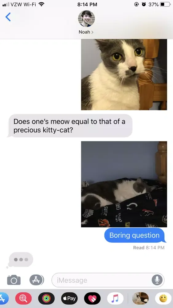 Zrzuty ekranu Junie the Cat