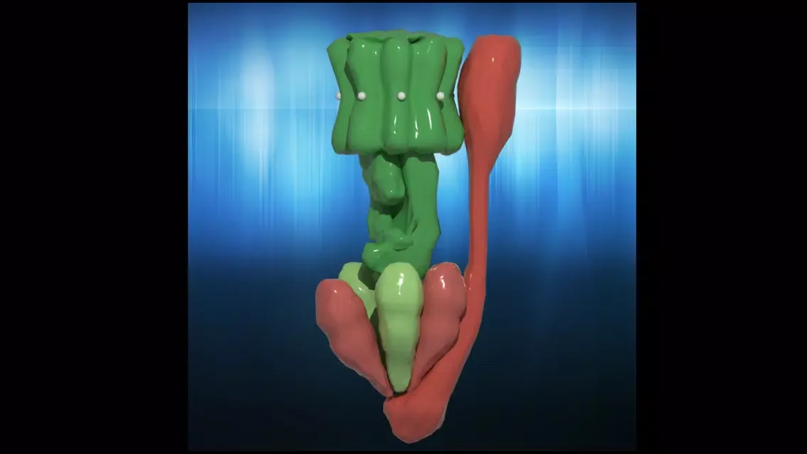 ATP Synthase [AR]应用截图