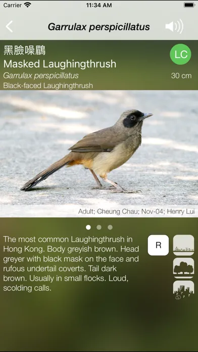 Ảnh chụp màn hình của HKcBirds: Common Birds of HK