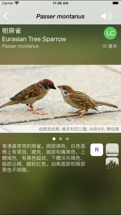 Ảnh chụp màn hình của HKcBirds: Common Birds of HK