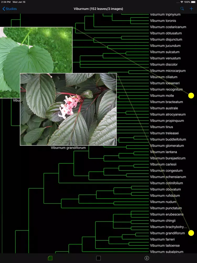 Phlora iPad  স্ক্রিনশট