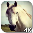 Horse 4K Video Live Wallpaper