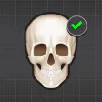 Human Skeleton: Bones for beginners