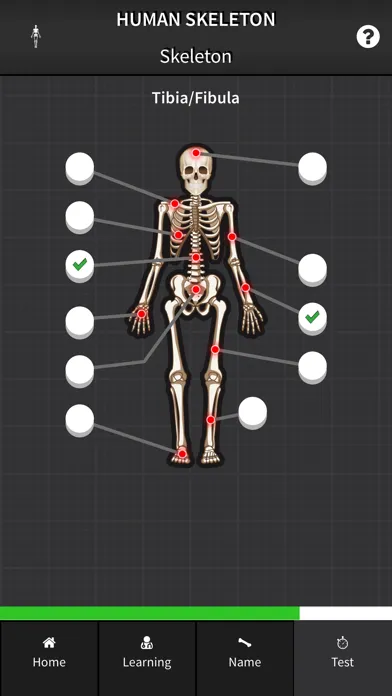Human Skeleton: Bones for beginners Screenshots