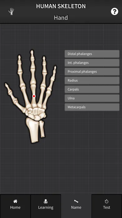 Human Skeleton: Bones for beginners Screenshots