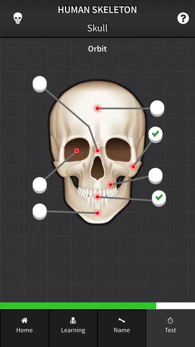 Human Skeleton: Bones for beginners Screenshots