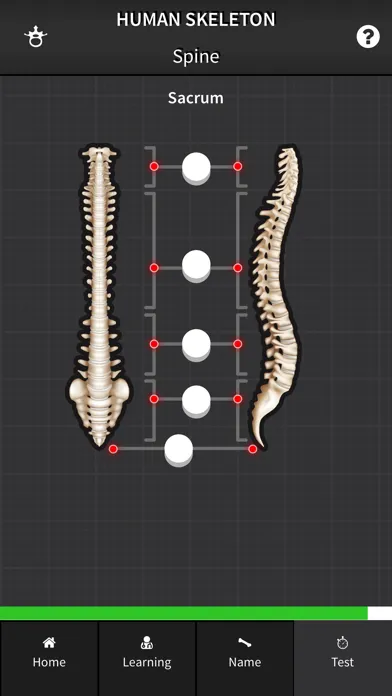 Human Skeleton: Bones for beginners Screenshots