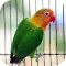 Parrot Escape The Castle-Birds Rescue
