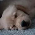dog clock - clock for dog lovers - dog clock - clock for dog lovers -