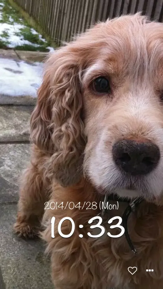 dog clock - clock for dog lovers - スクリーンショット