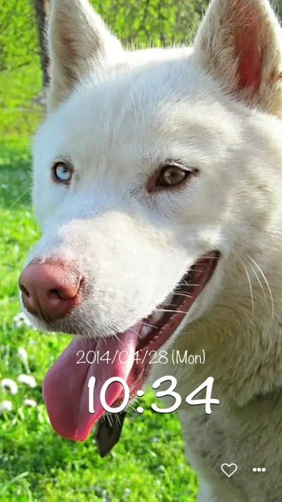 dog clock - clock for dog lovers - スクリーンショット