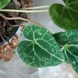 Cyclamen 'Shy"Japanese spirit Cyclamen 'Shy"Japanese spirit