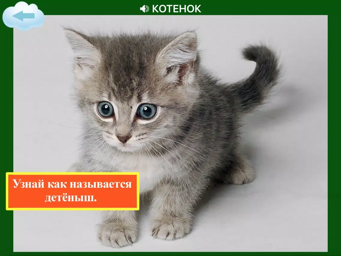 Детям о животных- AboutAnimals iPad 应用截图