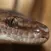 Australian Reptiles and Frogs