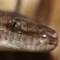 Australian Reptiles and Frogs