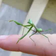 Little Creatures Little Creatures
