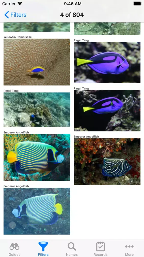 Lady Elliot Island 스크린샷