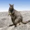 Australian Mammals