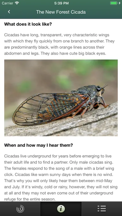 Cicada Hunt स्क्रीनशॉट