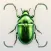 Insect Identifier: Bug Finder